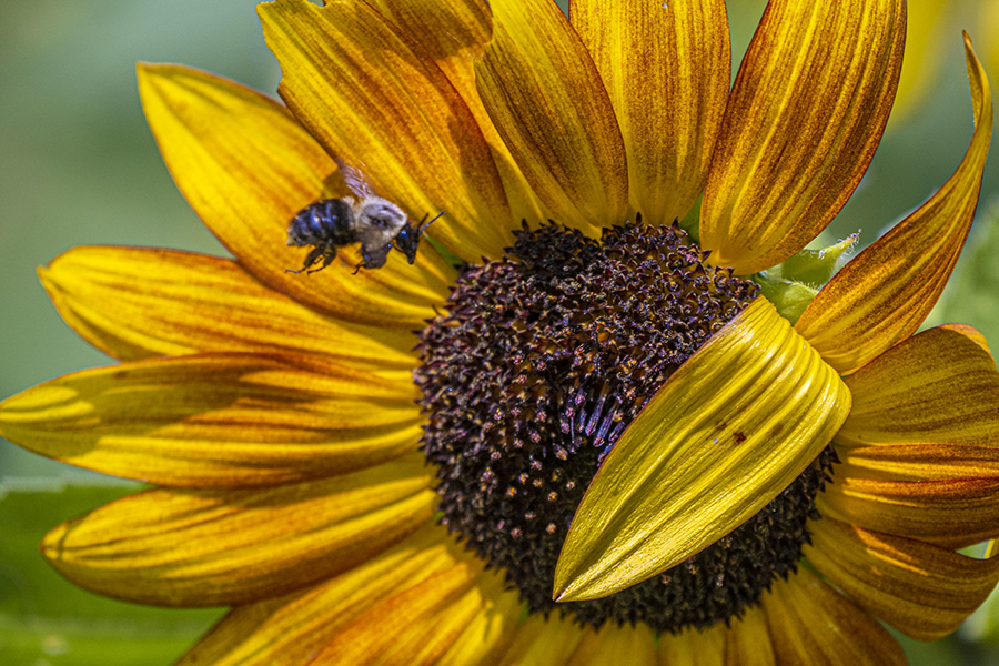 A bee landing on a sunflower